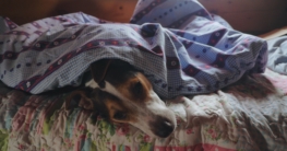 Hund schläft unter einer Decke